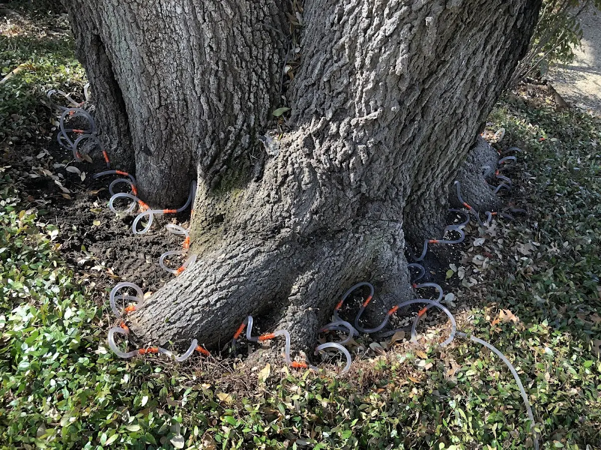 Detailed Tree Cabling and Bracing job site in Vaughn